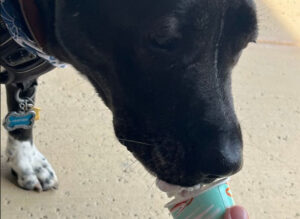 Dog enjoying Madison Yappy Hour